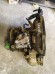 МКПП  F14D3 F16D3 Chevrolet Aveo Cruze Lacetti 96954112